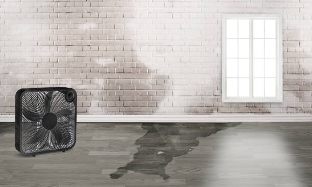 Best Water damage mitigation services  in Napavine, WA